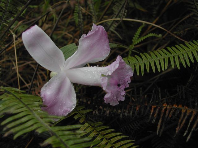 Orchidee im Lavafeld von 1968