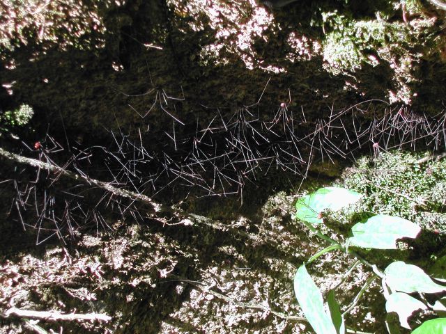 Wand aus Spinnen