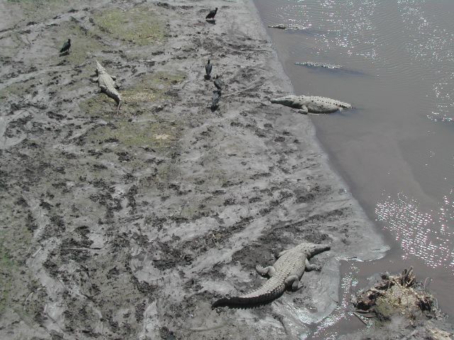 Krokodile am Ufer des Rio Tarcoles