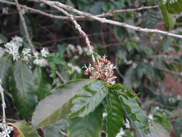 Blühende Kaffeepflanze